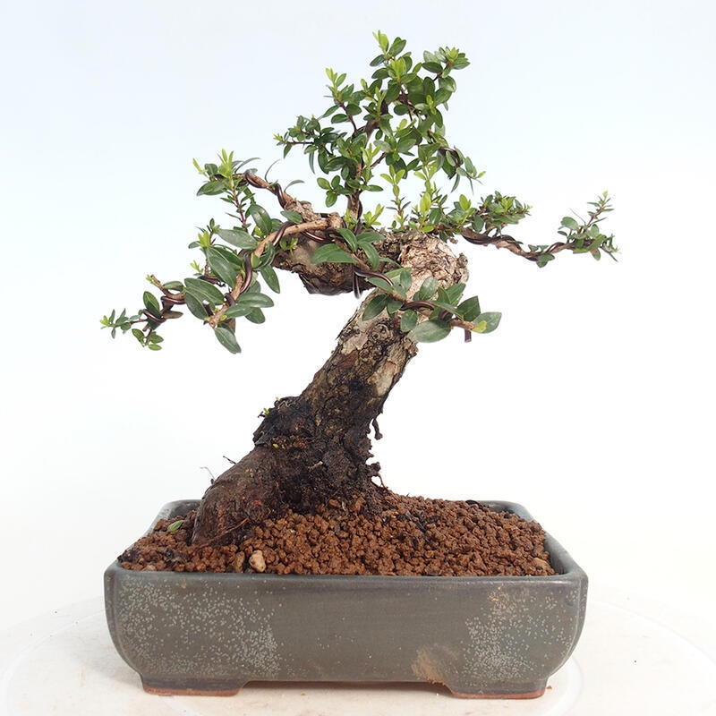 Bonsai do wnętrz - Myrtus communis - Mirt pospolity