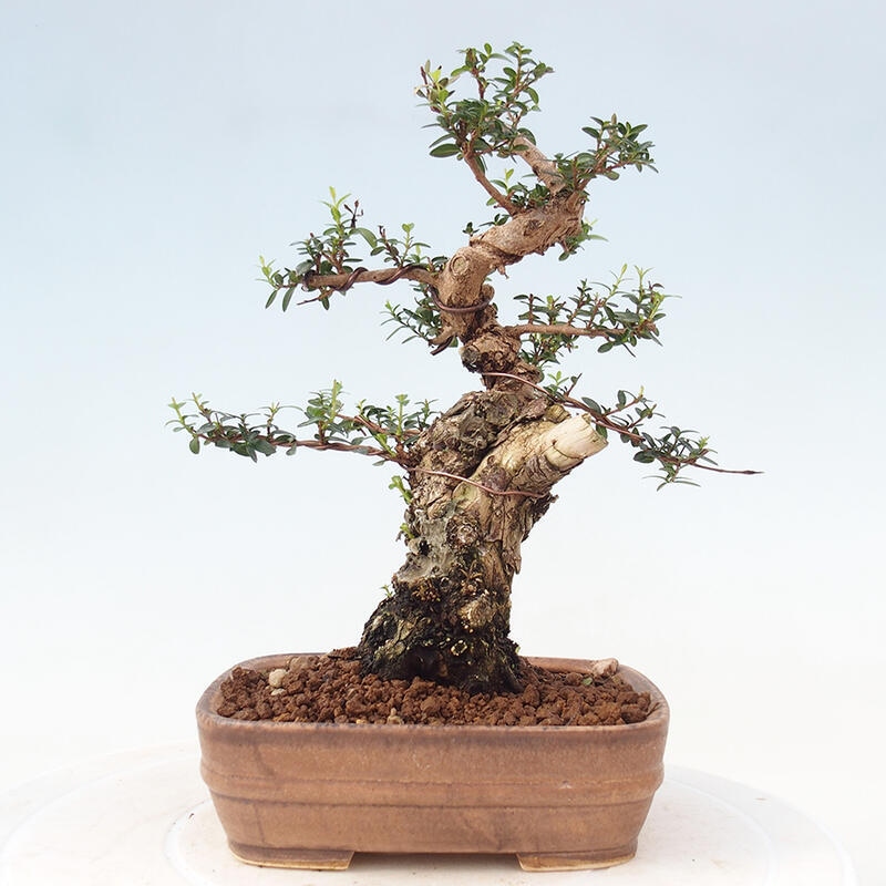 Bonsai do wnętrz - Myrtus communis - Mirt pospolity