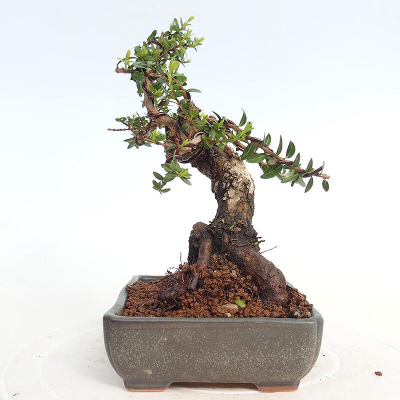 Bonsai do wnętrz - Myrtus communis - Mirt pospolity