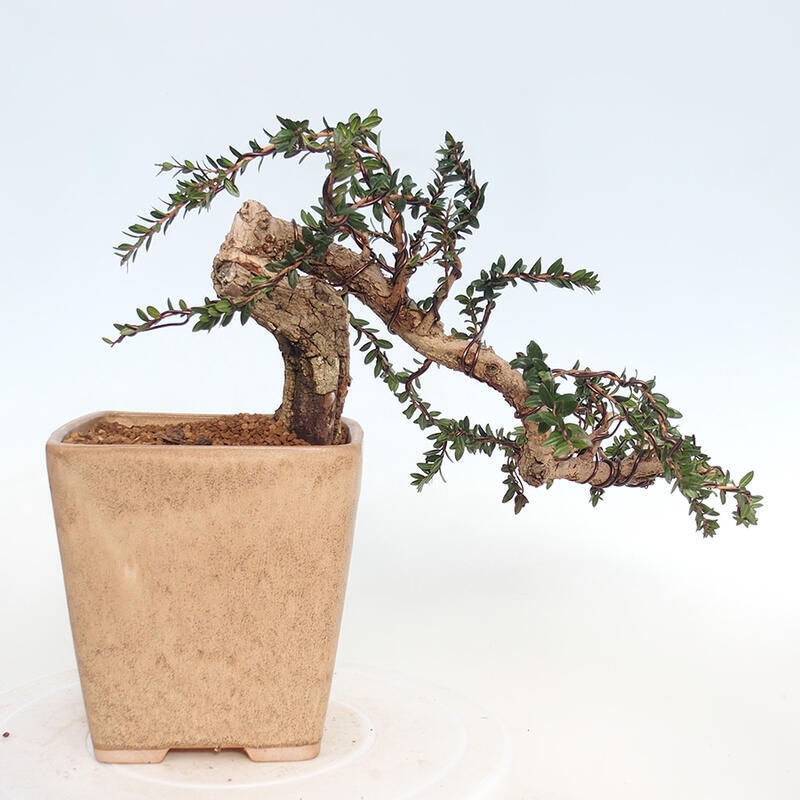 Bonsai do wnętrz - Myrtus communis - Mirt pospolity