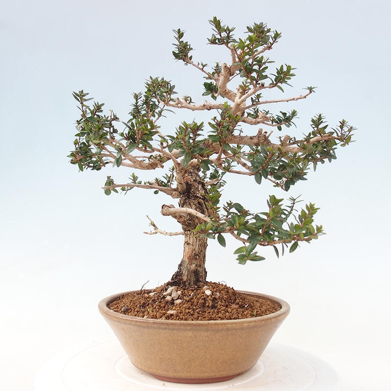 Bonsai do wnętrz - Myrtus communis - Mirt pospolity