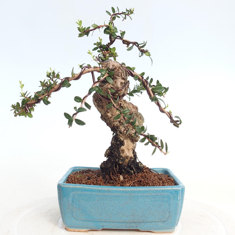 Bonsai do wnętrz - Myrtus communis - Mirt pospolity