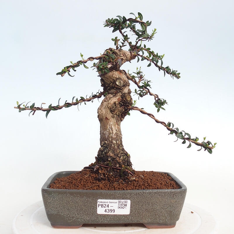 Bonsai do wnętrz - Myrtus communis - Mirt pospolity