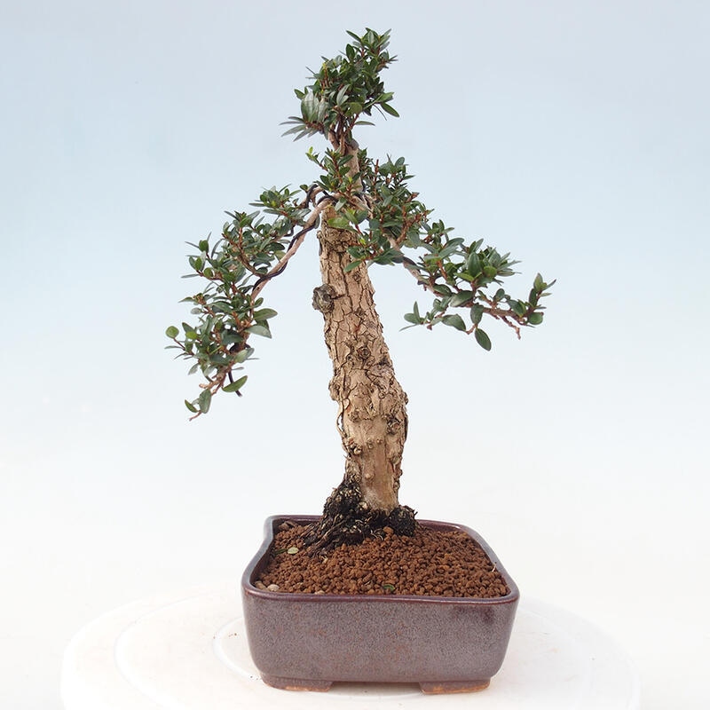 Bonsai do wnętrz - Myrtus communis - Mirt pospolity