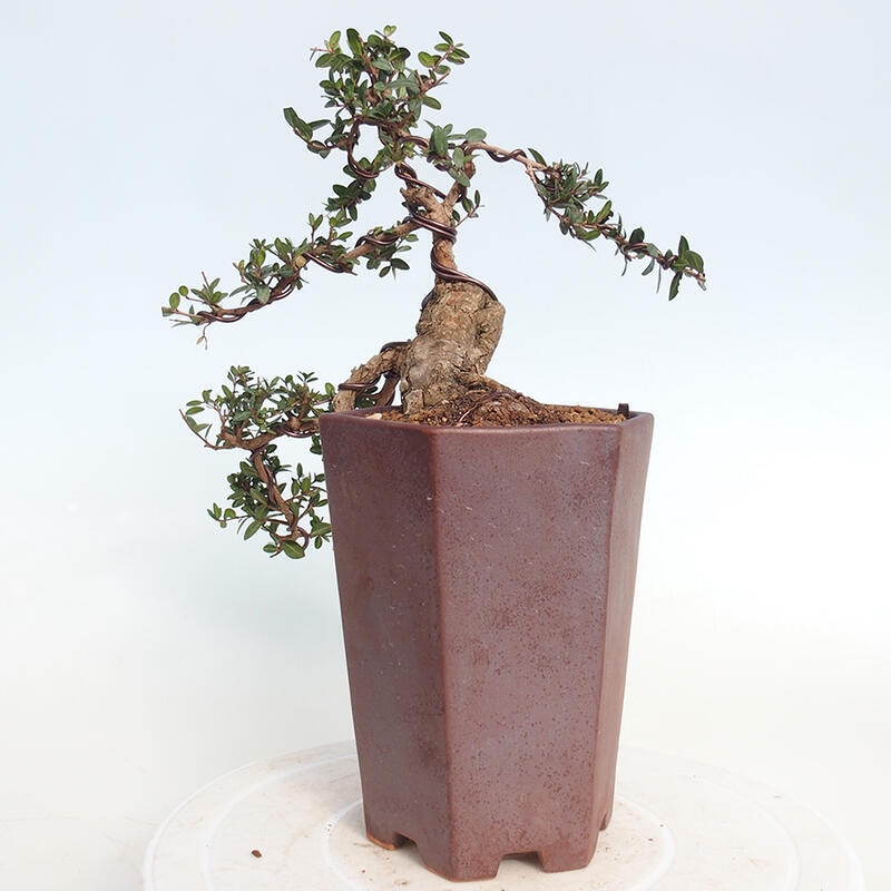 Bonsai do wnętrz - Myrtus communis - Mirt pospolity