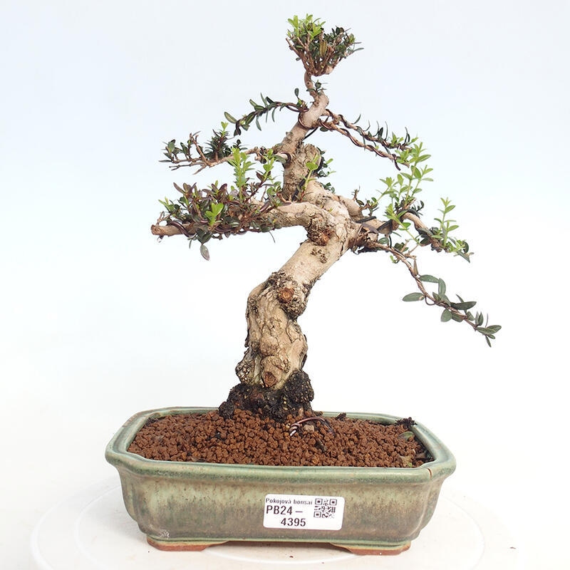 Bonsai do wnętrz - Myrtus communis - Mirt pospolity