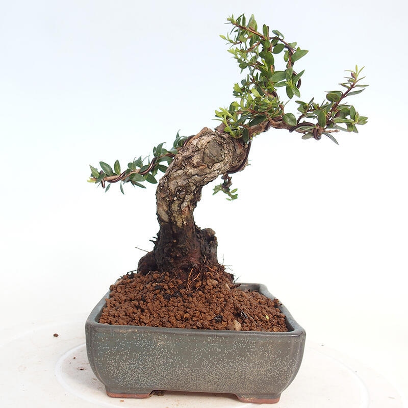 Bonsai do wnętrz - Myrtus communis - Mirt pospolity