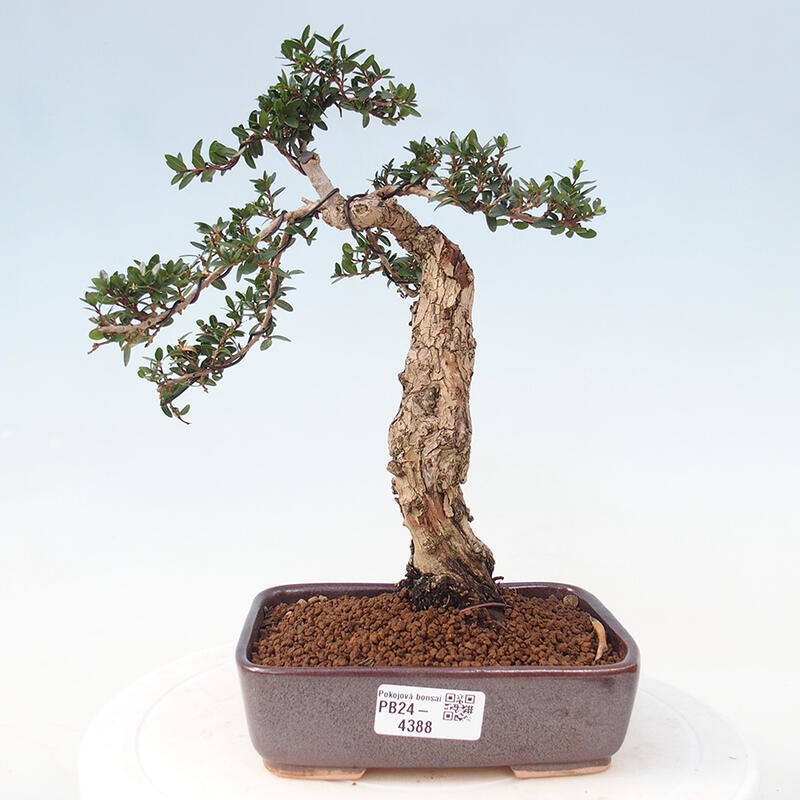 Bonsai do wnętrz - Myrtus communis - Mirt pospolity