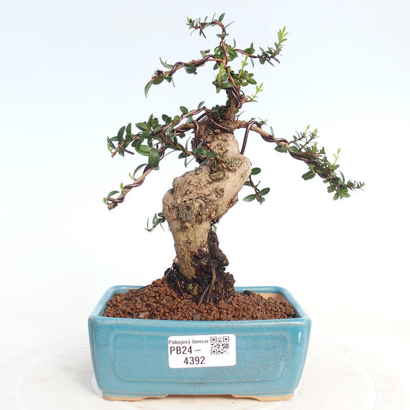 Bonsai do wnętrz - Myrtus communis - Mirt pospolity