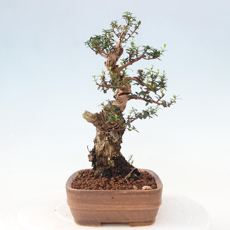 Bonsai do wnętrz - Myrtus communis - Mirt pospolity