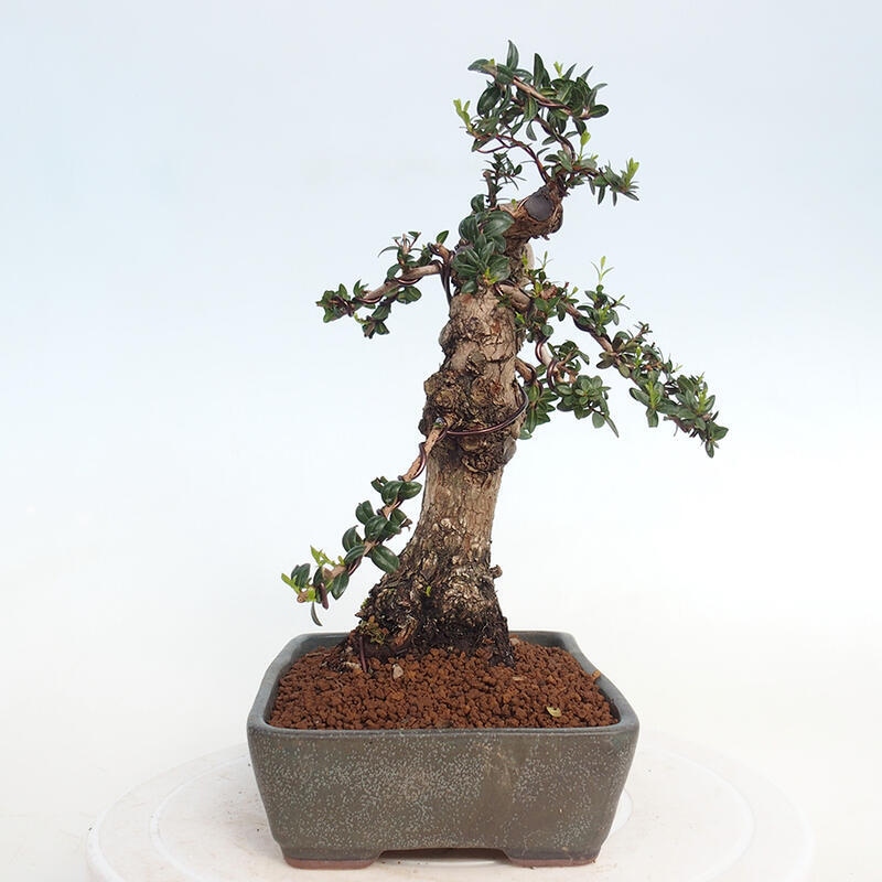 Bonsai do wnętrz - Myrtus communis - Mirt pospolity