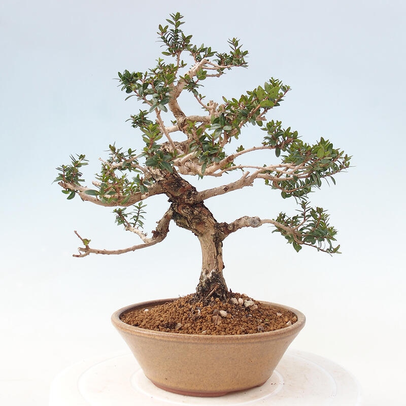 Bonsai do wnętrz - Myrtus communis - Mirt pospolity