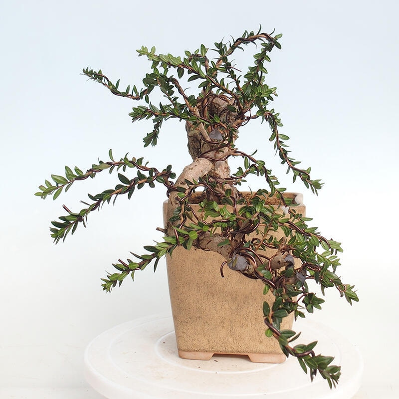 Bonsai do wnętrz - Myrtus communis - Mirt pospolity