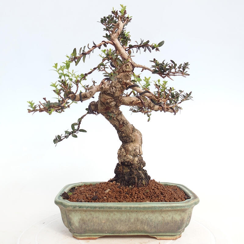 Bonsai do wnętrz - Myrtus communis - Mirt pospolity