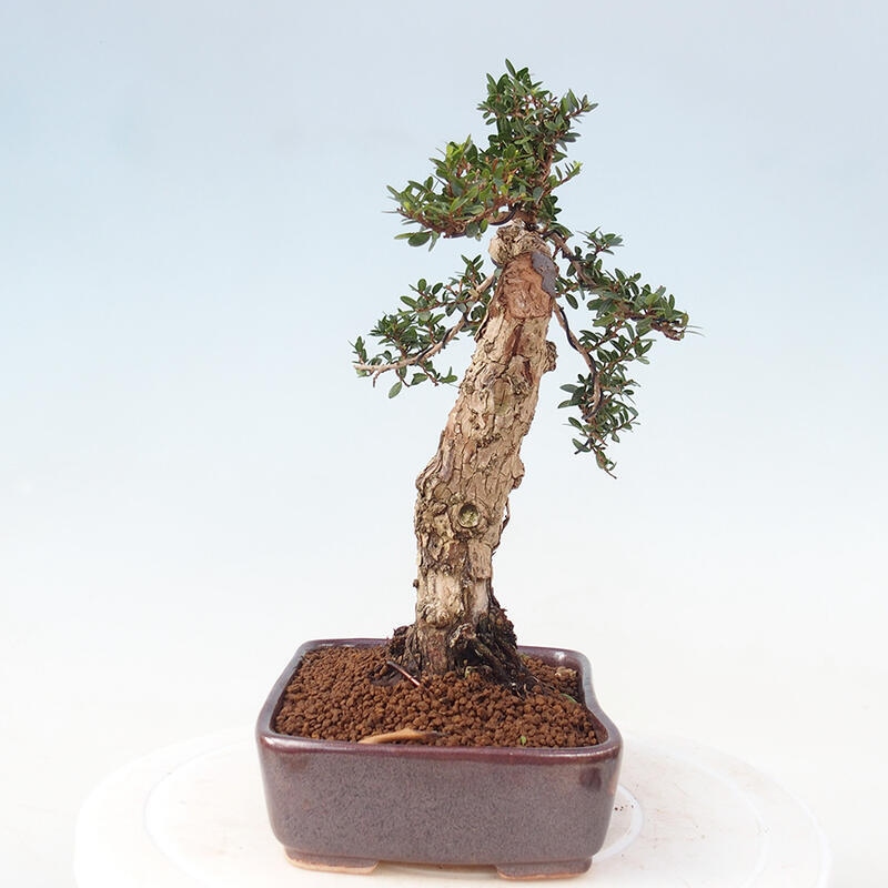 Bonsai do wnętrz - Myrtus communis - Mirt pospolity