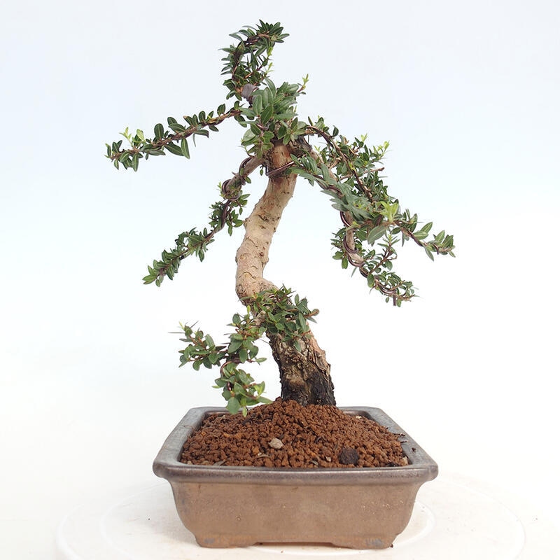 Bonsai do wnętrz - Myrtus communis - Mirt pospolity