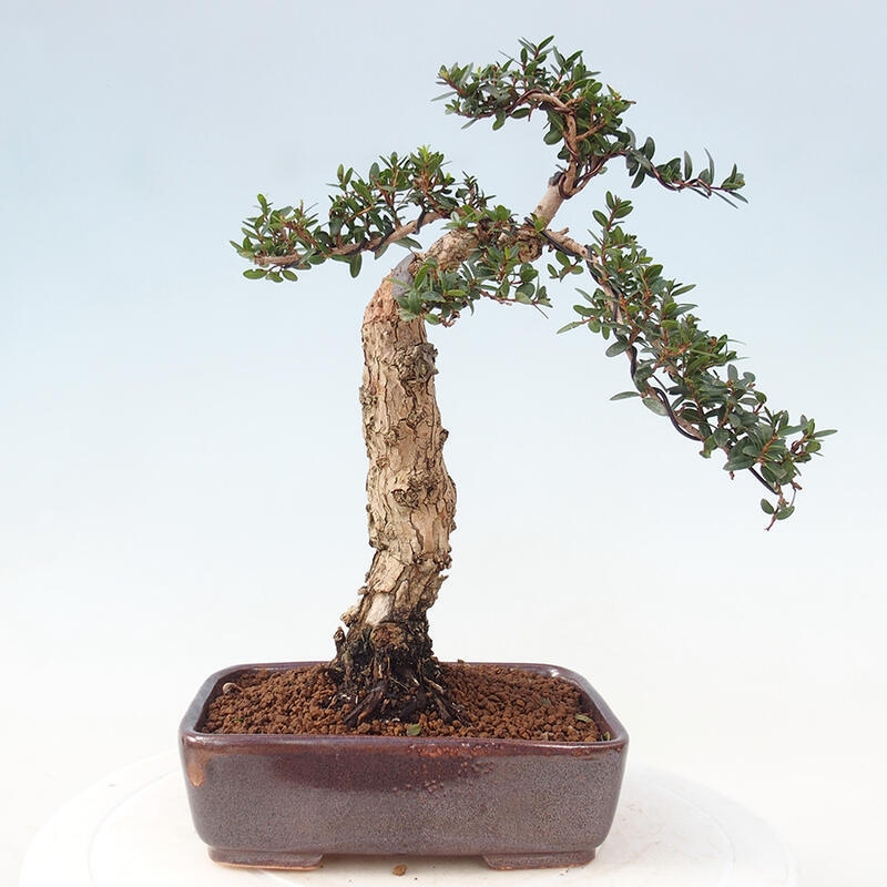 Bonsai do wnętrz - Myrtus communis - Mirt pospolity