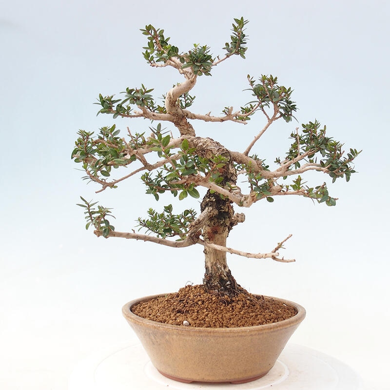 Bonsai do wnętrz - Myrtus communis - Mirt pospolity