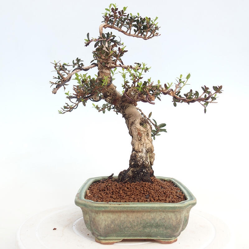 Bonsai do wnętrz - Myrtus communis - Mirt pospolity