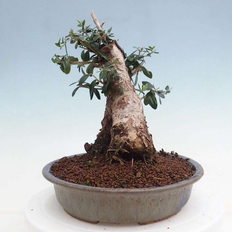 Bonsai do wnętrz - Olea europaea sylvestris - Oliwka europejska drobnolistna