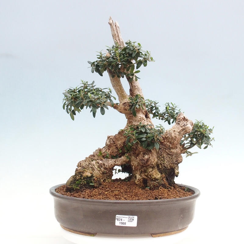 Bonsai do wnętrz - Olea europaea sylvestris - Oliwka europejska drobnolistna