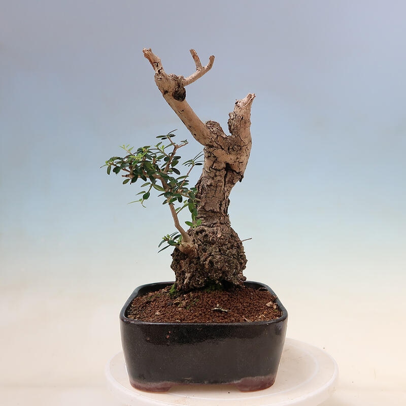 Kryte bonsai - Olea europaea sylvestris - Europejska oliwa z małych liści