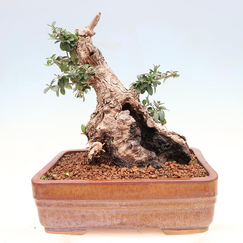 Bonsai do wnętrz - Olea europaea sylvestris - Oliwka europejska drobnolistna