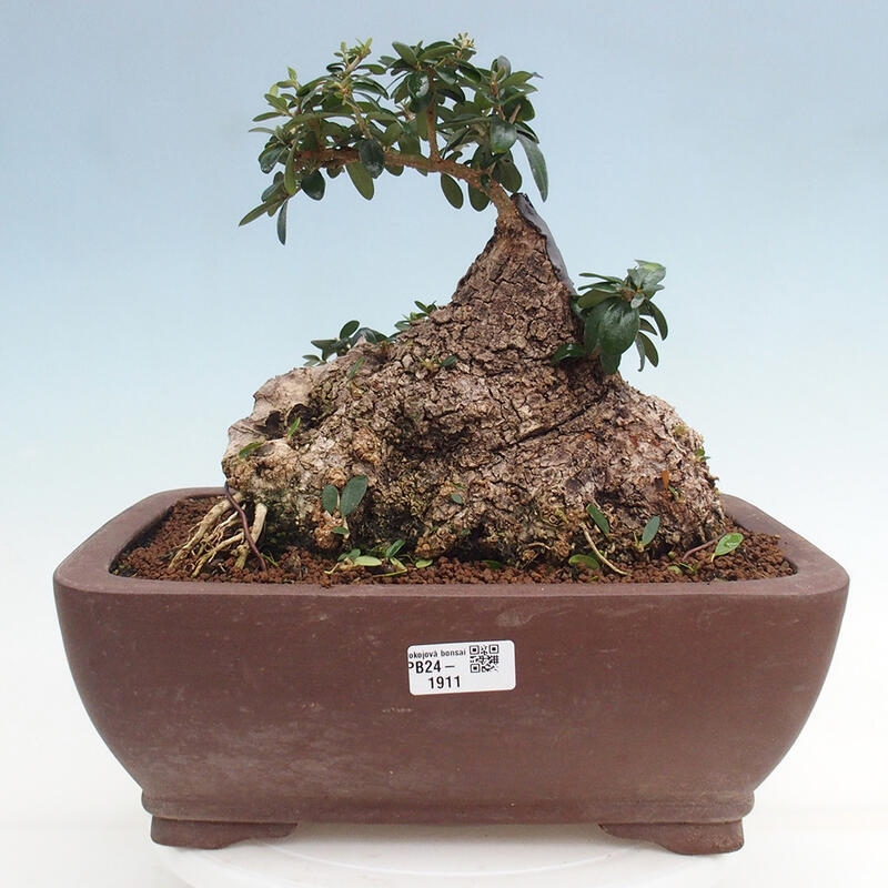 Bonsai do wnętrz - Olea europaea sylvestris - Oliwka europejska drobnolistna