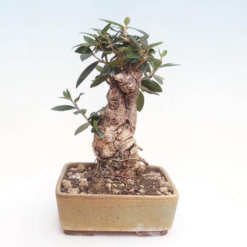 Kryte bonsai - Olea europaea sylvestris - Europejska oliwa z małych liści