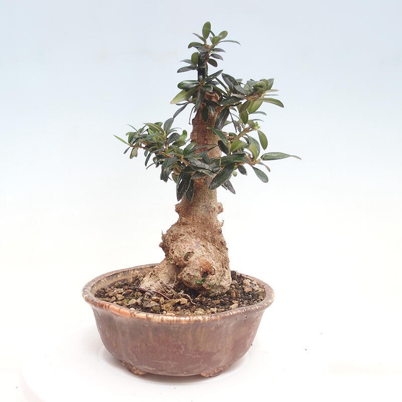 Kryte bonsai - Olea europaea sylvestris - Europejska oliwa z małych liści