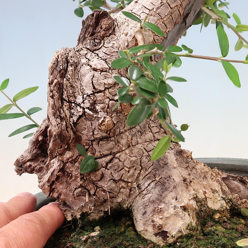 Kryte bonsai - Olea europaea sylvestris - Europejska oliwa z małych liści