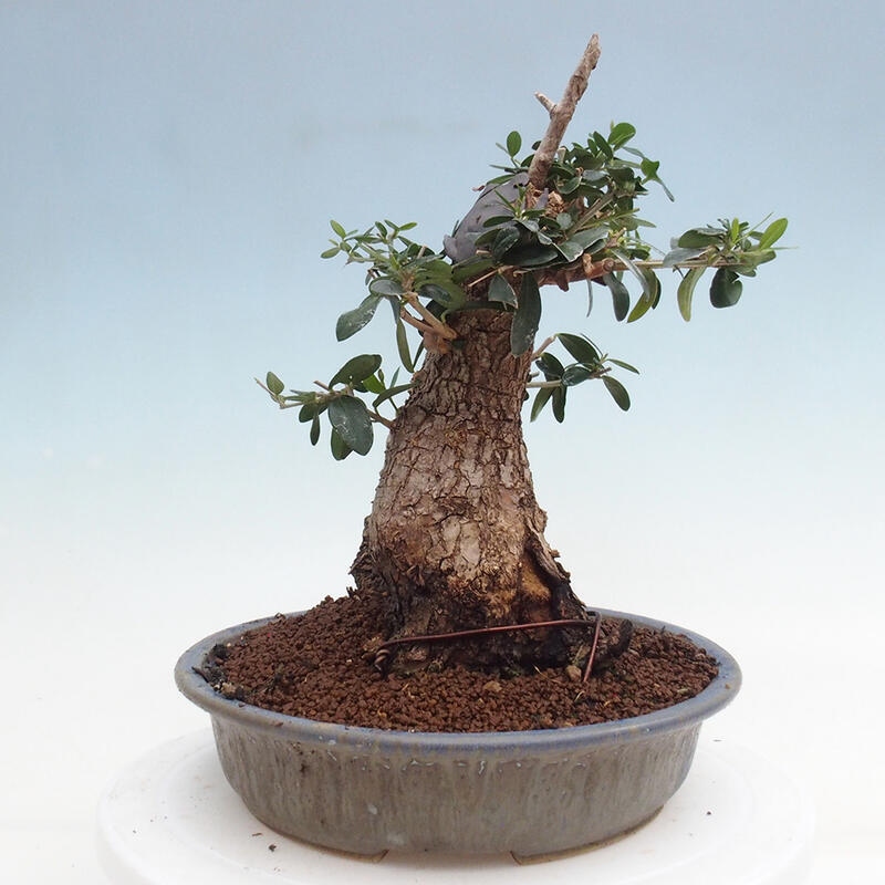 Bonsai do wnętrz - Olea europaea sylvestris - Oliwka europejska drobnolistna