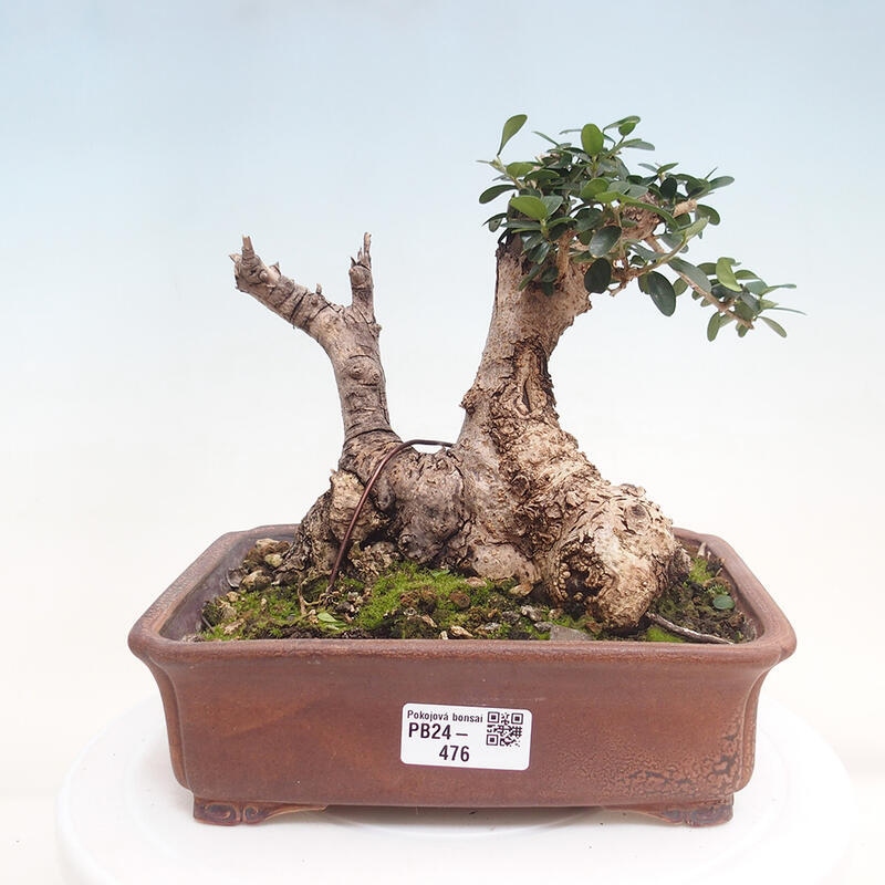 Kryte bonsai - Olea europaea sylvestris - Europejska oliwa z małych liści