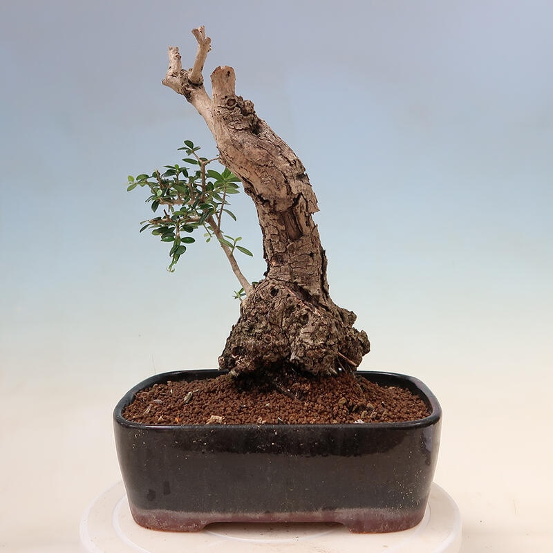 Kryte bonsai - Olea europaea sylvestris - Europejska oliwa z małych liści