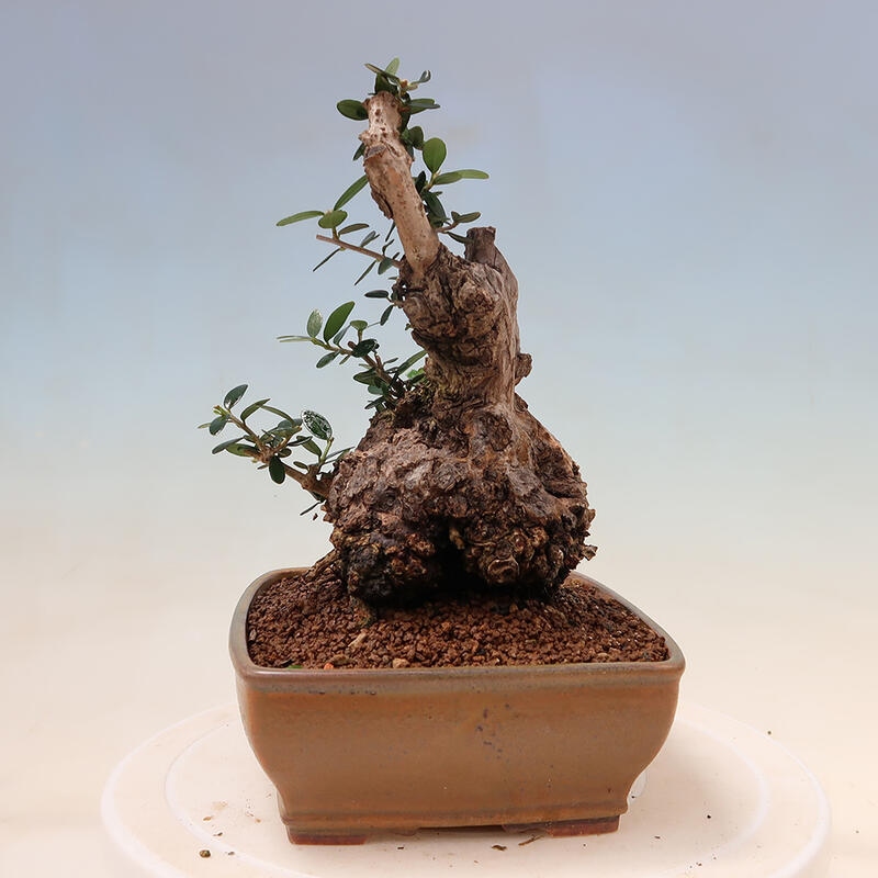 Kryte bonsai - Olea europaea sylvestris - Europejska oliwa z małych liści