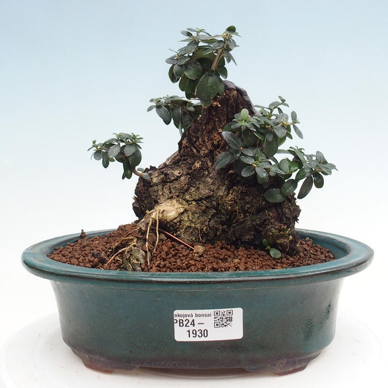 Bonsai do wnętrz - Olea europaea sylvestris - Oliwka europejska drobnolistna