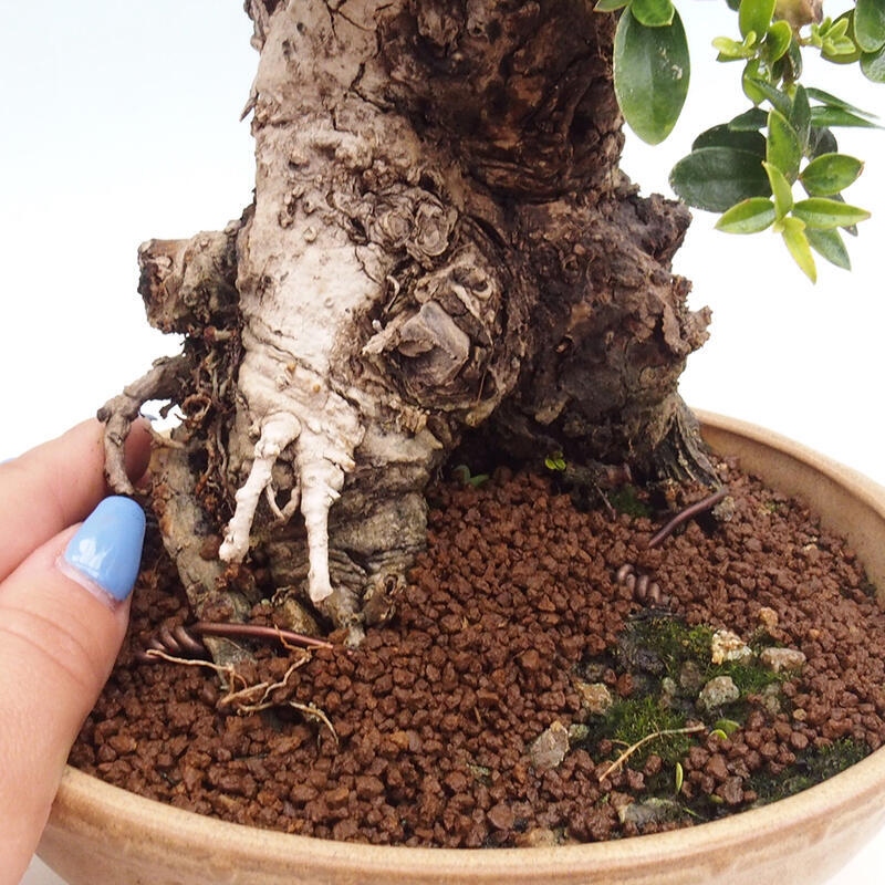 Bonsai do wnętrz - Olea europaea sylvestris - Oliwka europejska drobnolistna