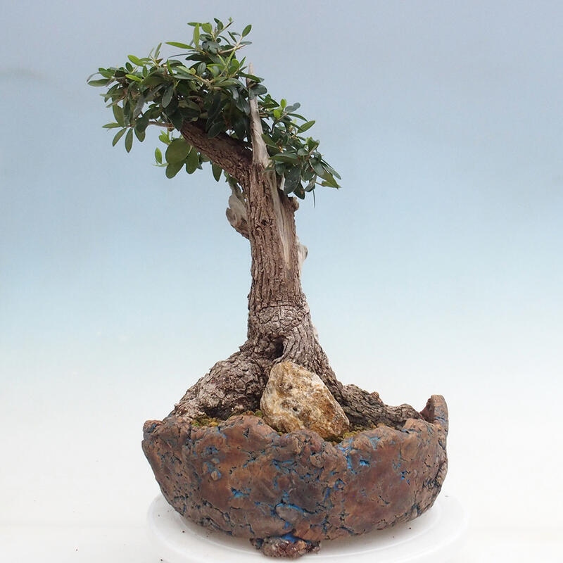 Bonsai do wnętrz - Olea europaea sylvestris - Oliwka europejska drobnolistna