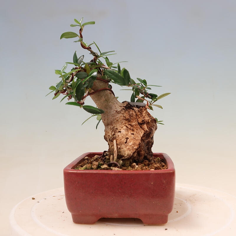 Kryte bonsai - Olea europaea sylvestris - Europejska oliwa z małych liści