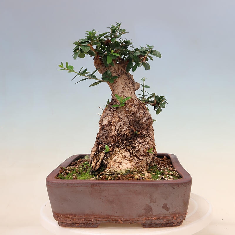 Kryte bonsai - Olea europaea sylvestris - Europejska oliwa z małych liści