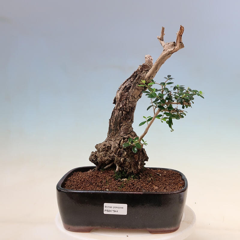 Kryte bonsai - Olea europaea sylvestris - Europejska oliwa z małych liści