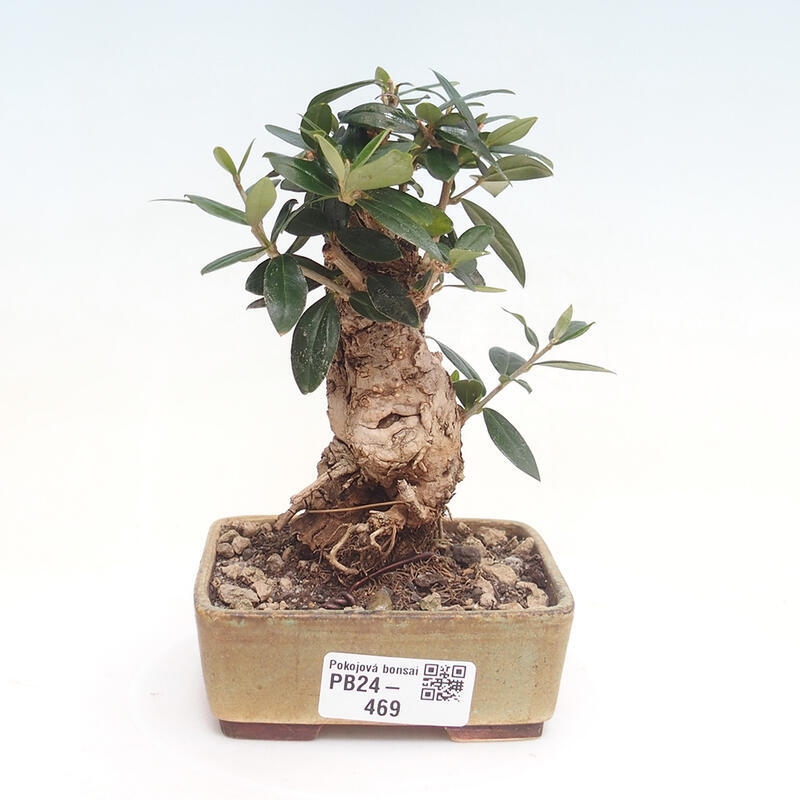 Kryte bonsai - Olea europaea sylvestris - Europejska oliwa z małych liści