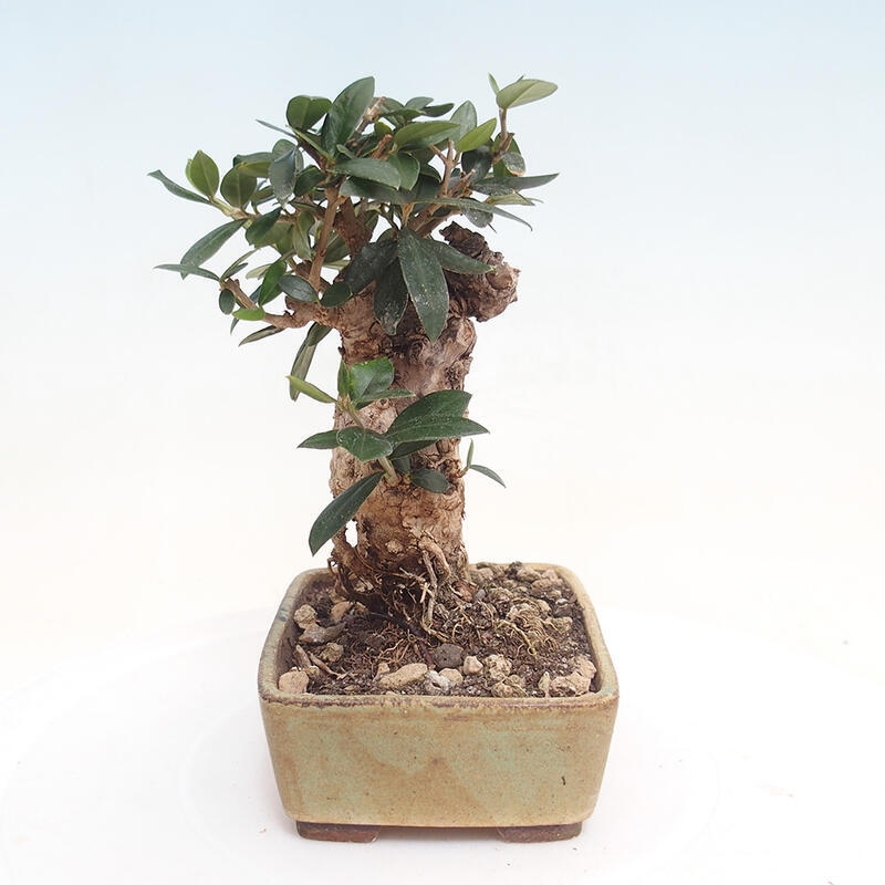 Kryte bonsai - Olea europaea sylvestris - Europejska oliwa z małych liści