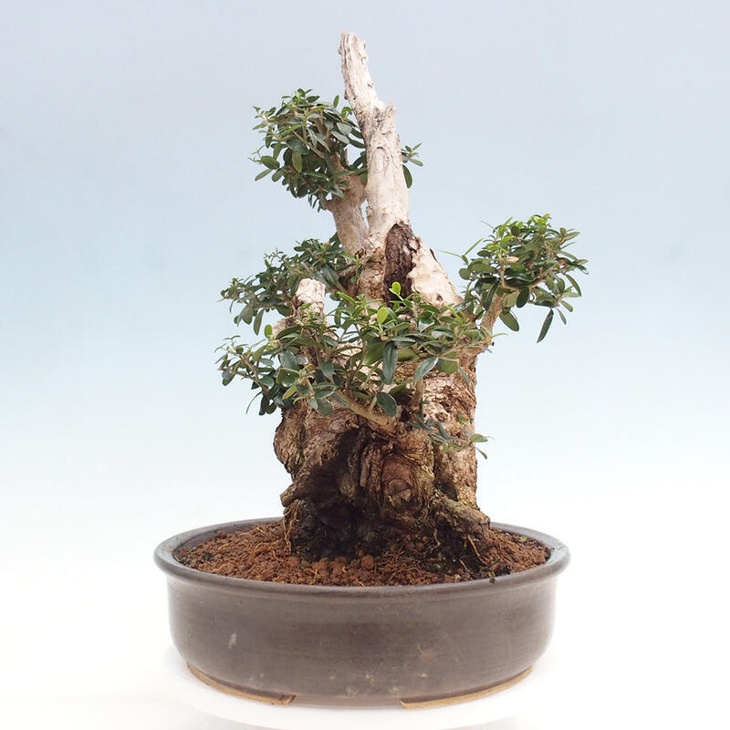 Bonsai do wnętrz - Olea europaea sylvestris - Oliwka europejska drobnolistna