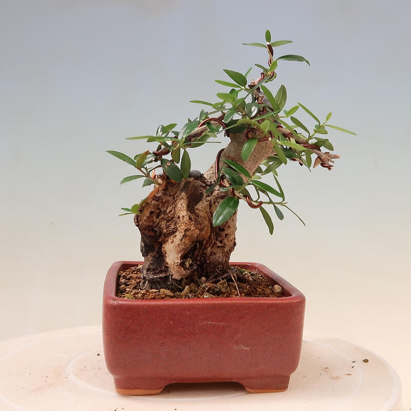 Kryte bonsai - Olea europaea sylvestris - Europejska oliwa z małych liści