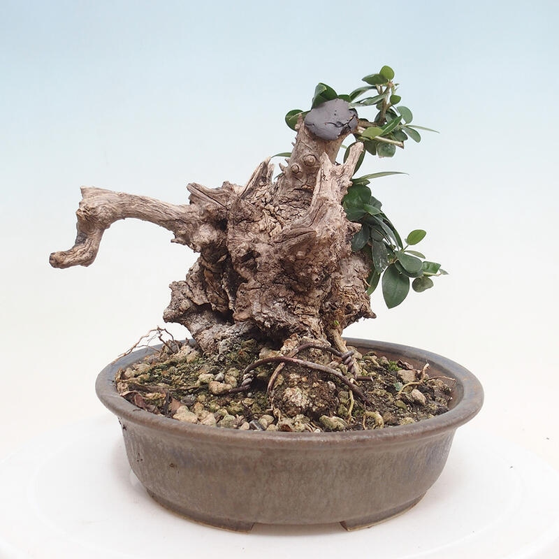 Kryte bonsai - Olea europaea sylvestris - Europejska oliwa z małych liści