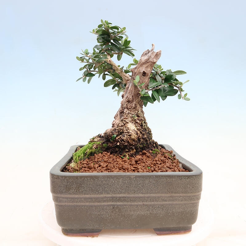 Bonsai do wnętrz - Olea europaea sylvestris - Oliwka europejska drobnolistna