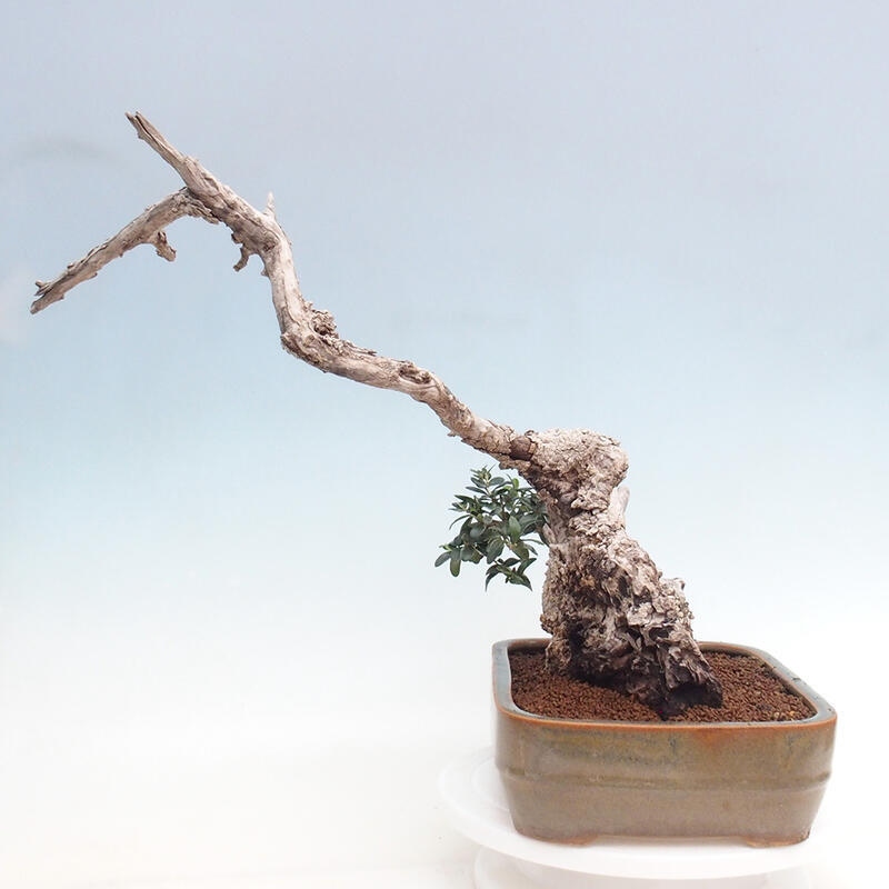 Bonsai do wnętrz - Olea europaea sylvestris - Oliwka europejska drobnolistna