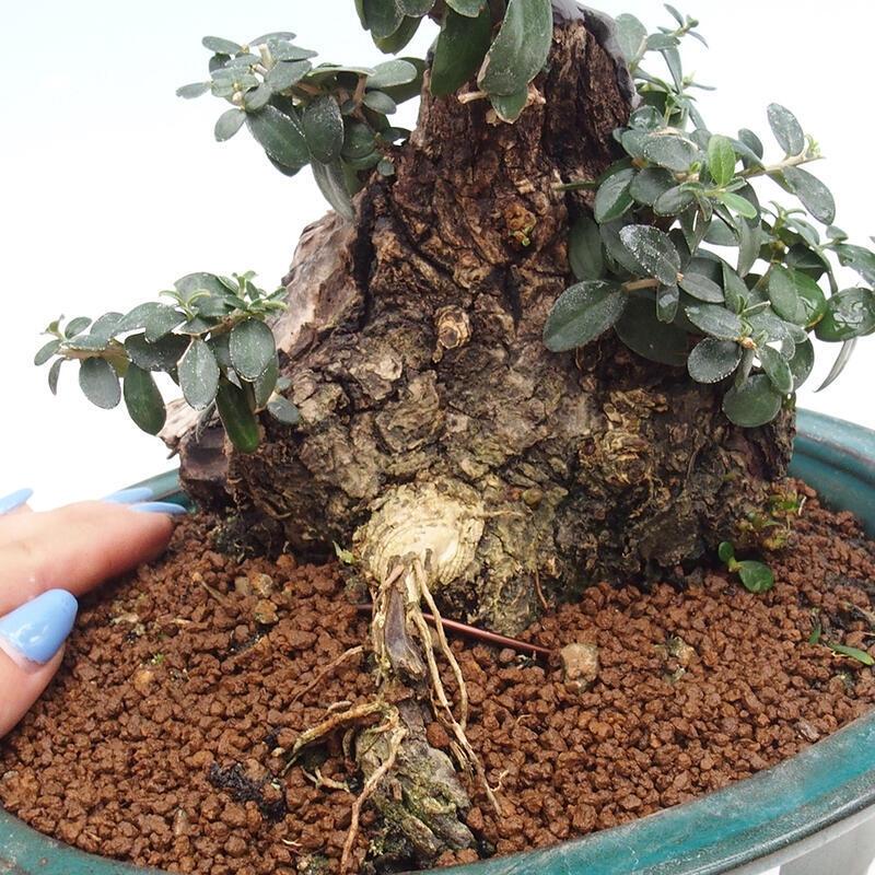 Bonsai do wnętrz - Olea europaea sylvestris - Oliwka europejska drobnolistna