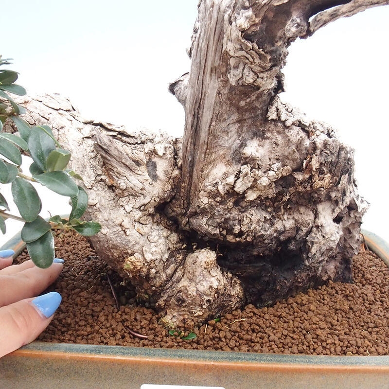 Bonsai do wnętrz - Olea europaea sylvestris - Oliwka europejska drobnolistna